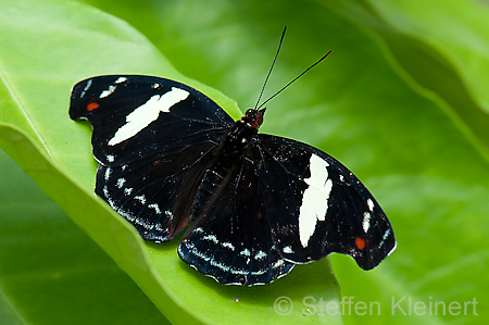 176 Feinschmecker - Catonephele numila